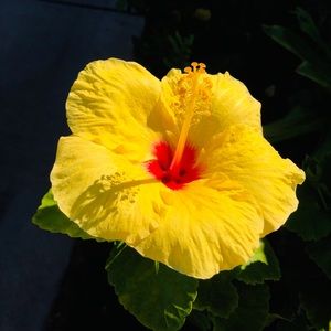 Meet your Posher, Briella